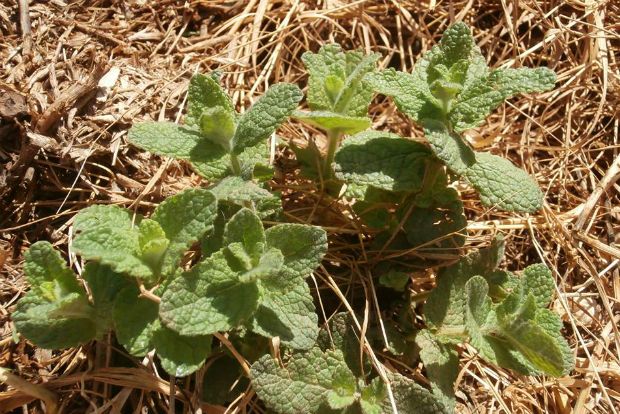 photo: Άντυ Παξινός