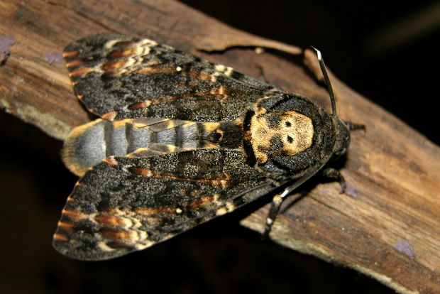 Photo: wildaboutbritain.co.uk