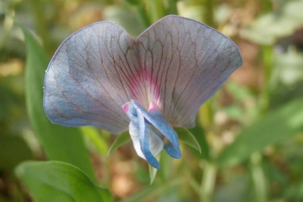 photo: Άντυ Παξινός