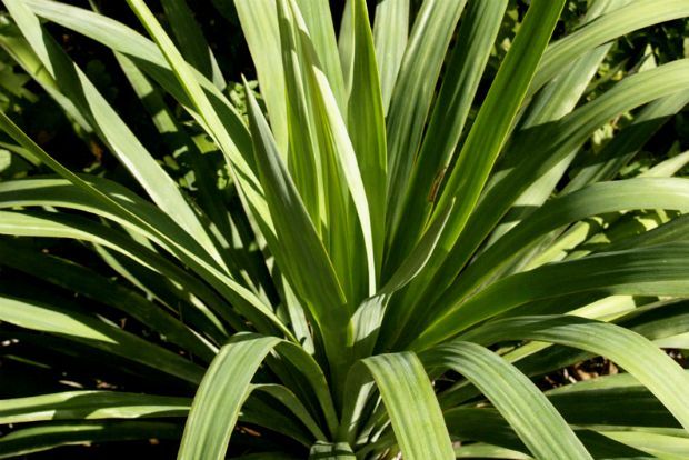 Photo: starr-environmental@Flickr