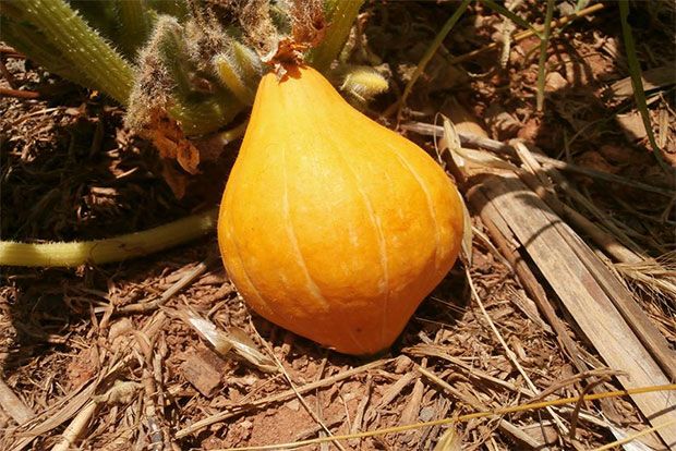 Photo: Παξινός Άντυ