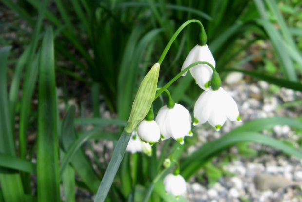 Leucojum aestivum