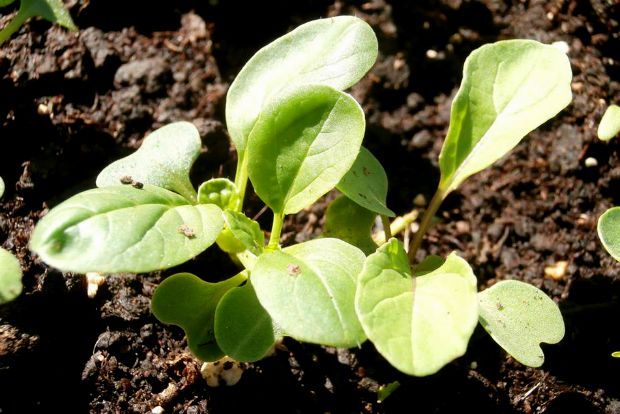 photo: Άντυ Παξινός