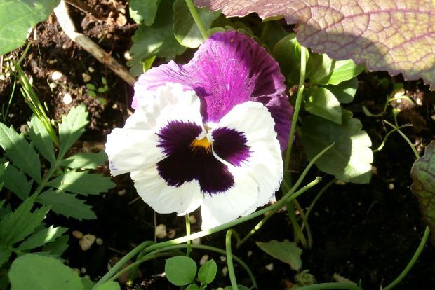 photo: Άντυ Παξινός