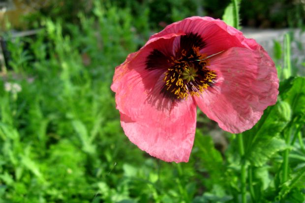 Papaver orientale