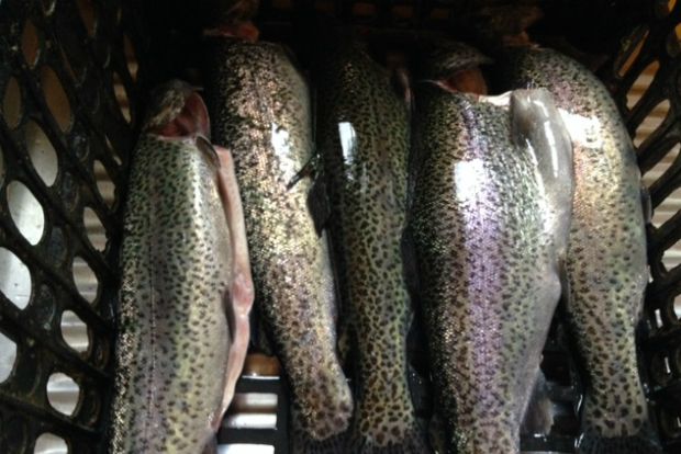 Γόνος πέστροφας / φωτό: Κική Τριανταφύλλη