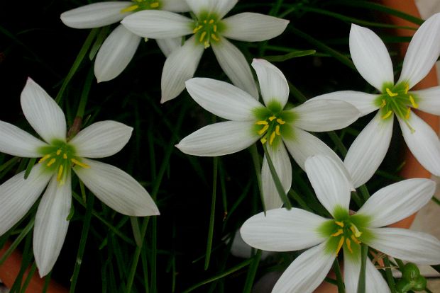 Zephyranthes
