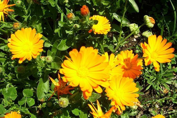 Photo: simplysogood.com