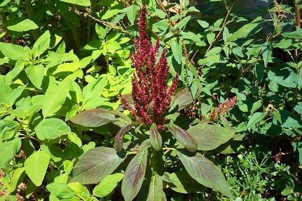 photo: Άντυ Παξινός