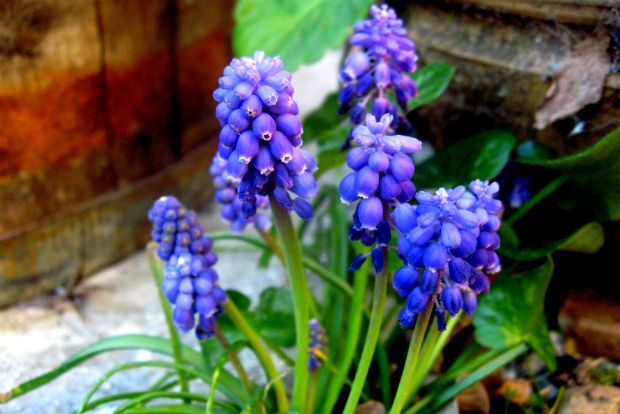 Muscari armeniacum