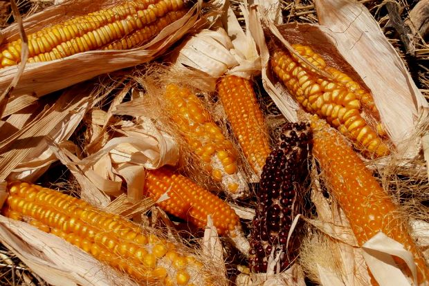 photo: Άντυ Παξινός