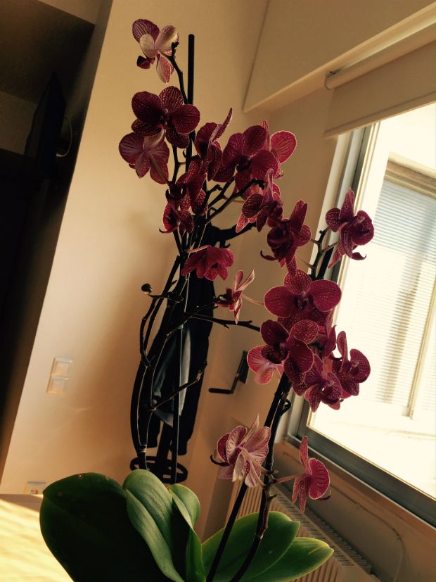 photo: Στέλλα Αλαφούζου