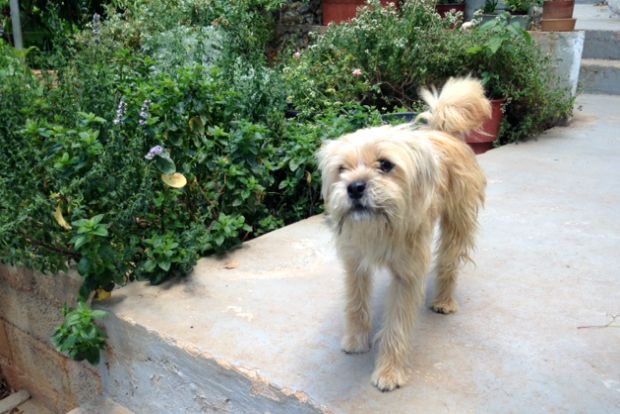 Ανθάκια γκουάβας / φωτό: Κική Τριανταφύλλη