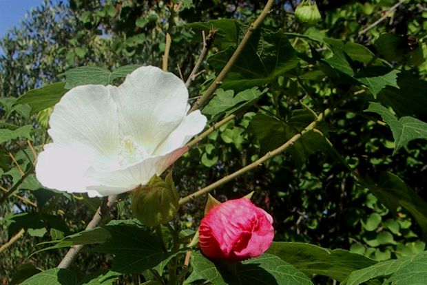 Hibiscus mutabilis