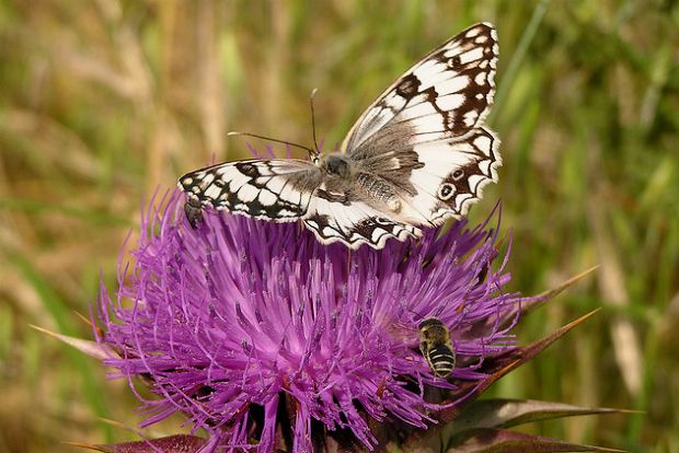 Photo: wikimedia.org