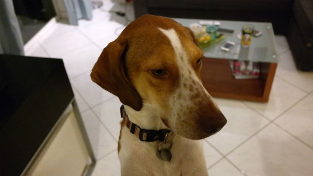 Η κολασμένη τάρτα