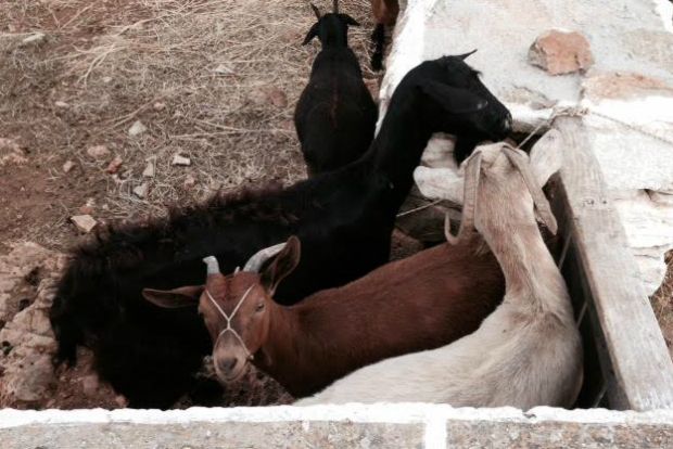 Ο μεζές του τυροκόμου, φωτό: Κική Τριανταφύλλη