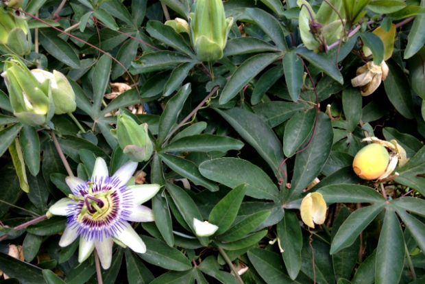 Η Πίξι είναι ο φύλακας - άγγελος της παραγωγής του Άντυ Παξινού / φωτό: Κική Τριανταφύλλη