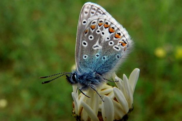 Photo: wikimedia.org