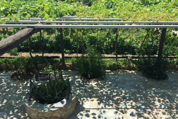 Η σκιερή αυλή της ταβέρνας / φωτό: Δημήτρης Μπούτος