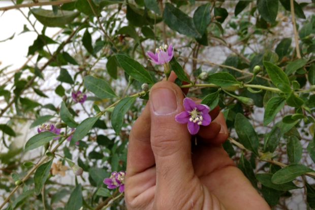 Πασιφλόρα ή ρολογιά, τα πολύ φρέσκα φυλλαράκια της και τα άνθη νοστμίζουν τη σαλάτα / φωτό: Κική Τριανταφύλλη