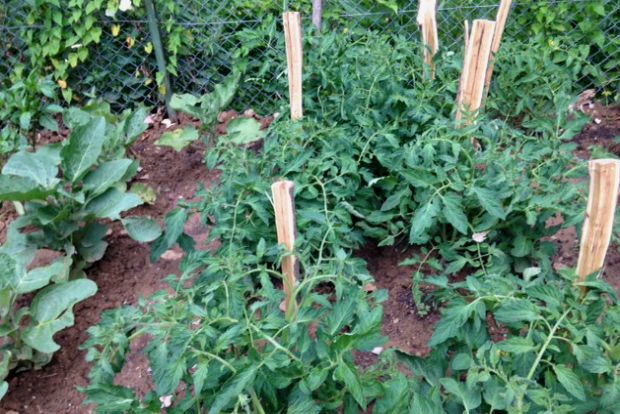 Ζυμαρόπιτα (η μόνη χωρίς πέστροφα), μπιφτέκια πέστροφας, ψητή πέστροφα, κοχυλάκια με σάλτσα πέστροφας και παστίτσιο με πέστροφα, εννοείται / φωτό: Κική Τριανταφύλλη