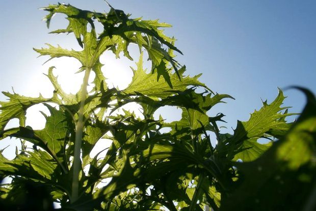 2016: Φέτος θα φτιάξουμε μποστάνι!