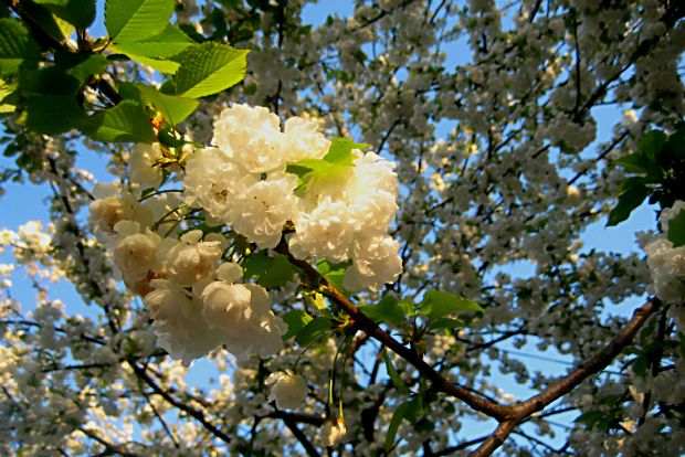 5 αστέρια: τα άνθη της Λόντρας