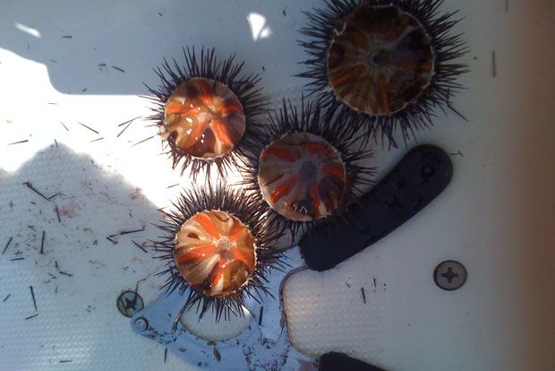 Αχινός: ο θησαυρός με τ’ αγκάθια