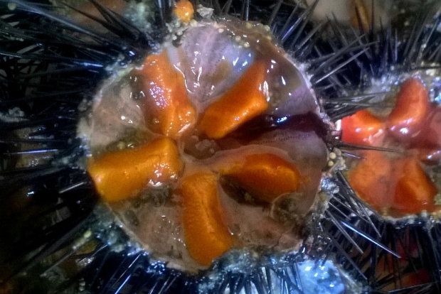 Αχινός των βράχων