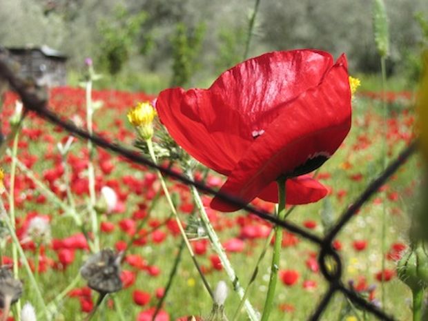 Αφήνοντας την Αθήνα ΙΙ