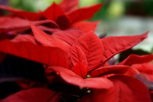 Αγαπημένο μου Αλεξανδρινό…