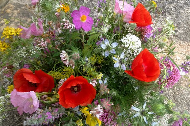 Αγριολούλουδα και Ιακωβινισμός