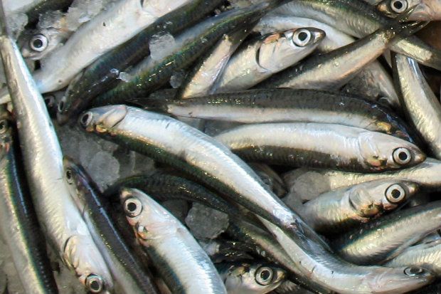 Αιγιώτικος γαύρος γεμιστός