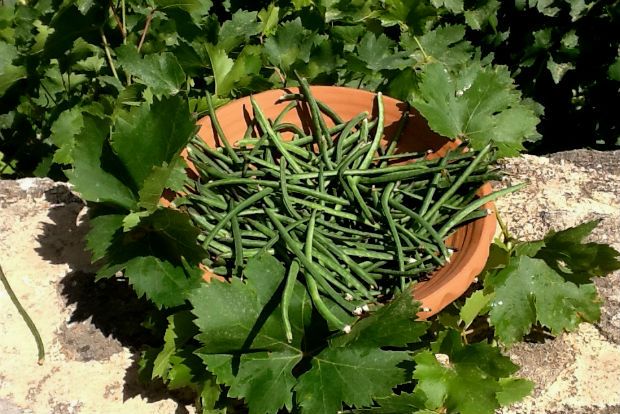 Αμπελοφάσουλα στην Κυανή Ακτή