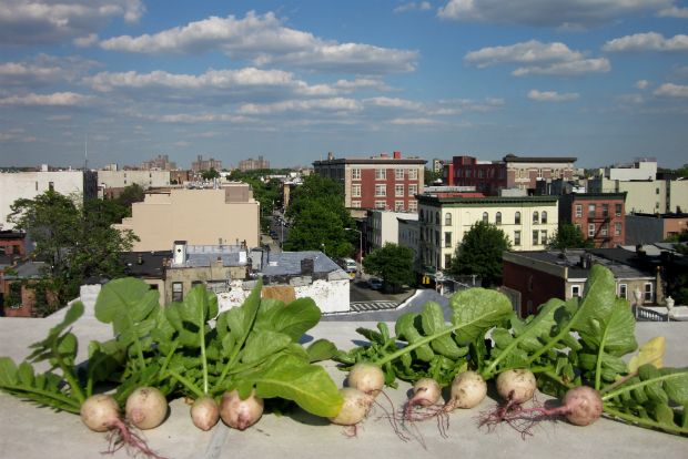 Αντέχουν τα φυτά στο καυσαέριο;