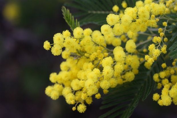 Ανθίσαν οι μιμόζες