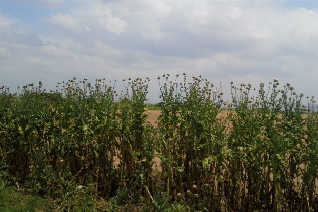 Ανθισμένα αγκάθια