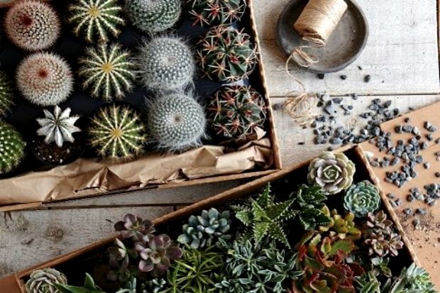 Αντί για σοκολατάκια: δώρο στον Καμπουράκη