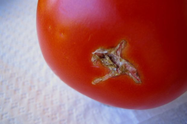 Αντιμετωπίστε τον εχθρό της ντομάτας