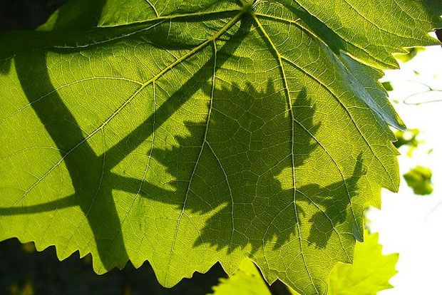 Από τη Νέα Γωνιά μέχρι το Μόντε Κάρλο