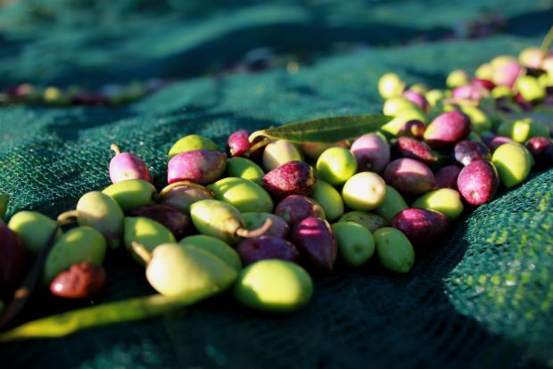 Από την Καλιφόρνια για την ελιά