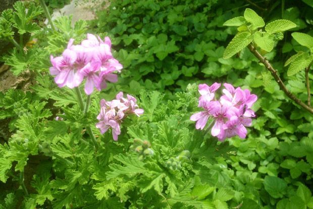 Αρμπαρόριζα: να την πιεις στο ποτήρι