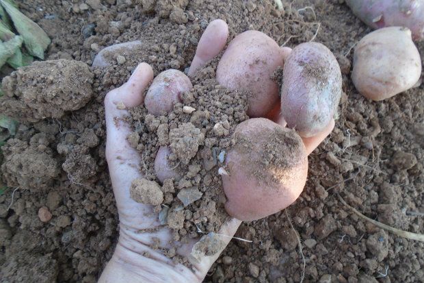 Αρότρια, το θαύμα της πατάτας και μία συνταγή