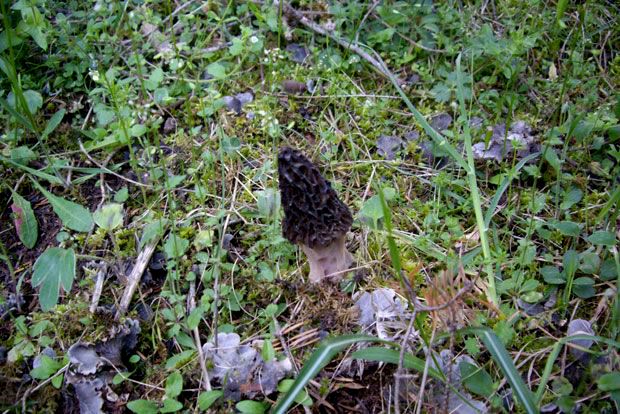 Αρτσιμπούρτσι: δηλαδή μορχέλες