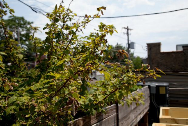 Αστικοί λαχανόκηποι: η WWF στα ίχνη των bostanistas