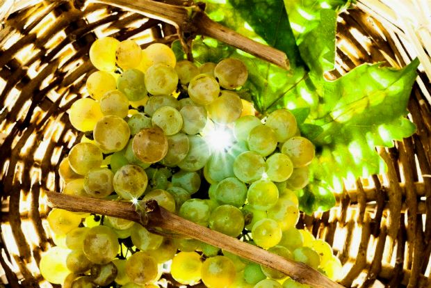 Ασύρτικο στο τραπέζι και στο σώμα μας