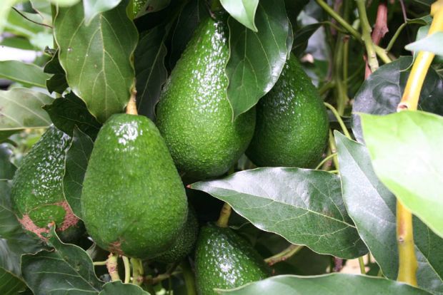 Αβοκάντο από τους Γαργαλιάνους!