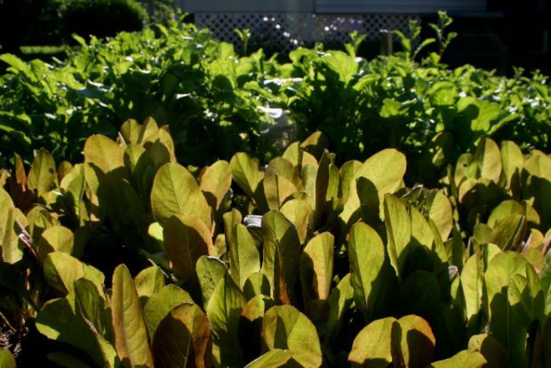 Αυτοφυή φυτά για το μποστάνι μας