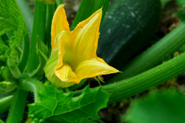 Αυτοσχεδιάζω με κολοκυθάκια